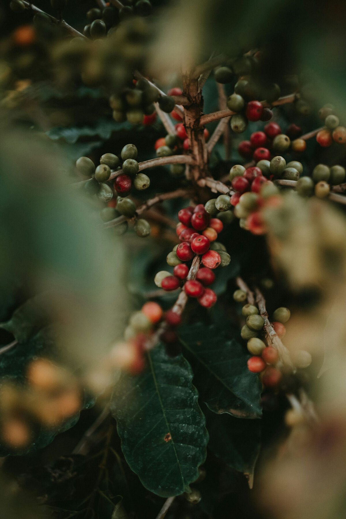 Engagement RSE de Cena Café — cerises de café au sourcing responsable